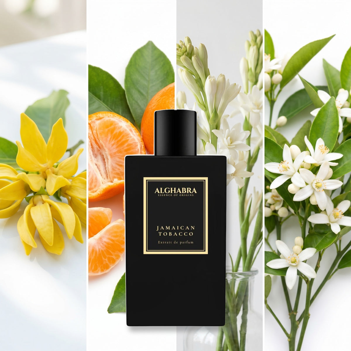 Alghabra Parfums Jamaican Tobacco fragrance notes: Ylang Ylang, Clementine, Tuberose, Orange Blossom