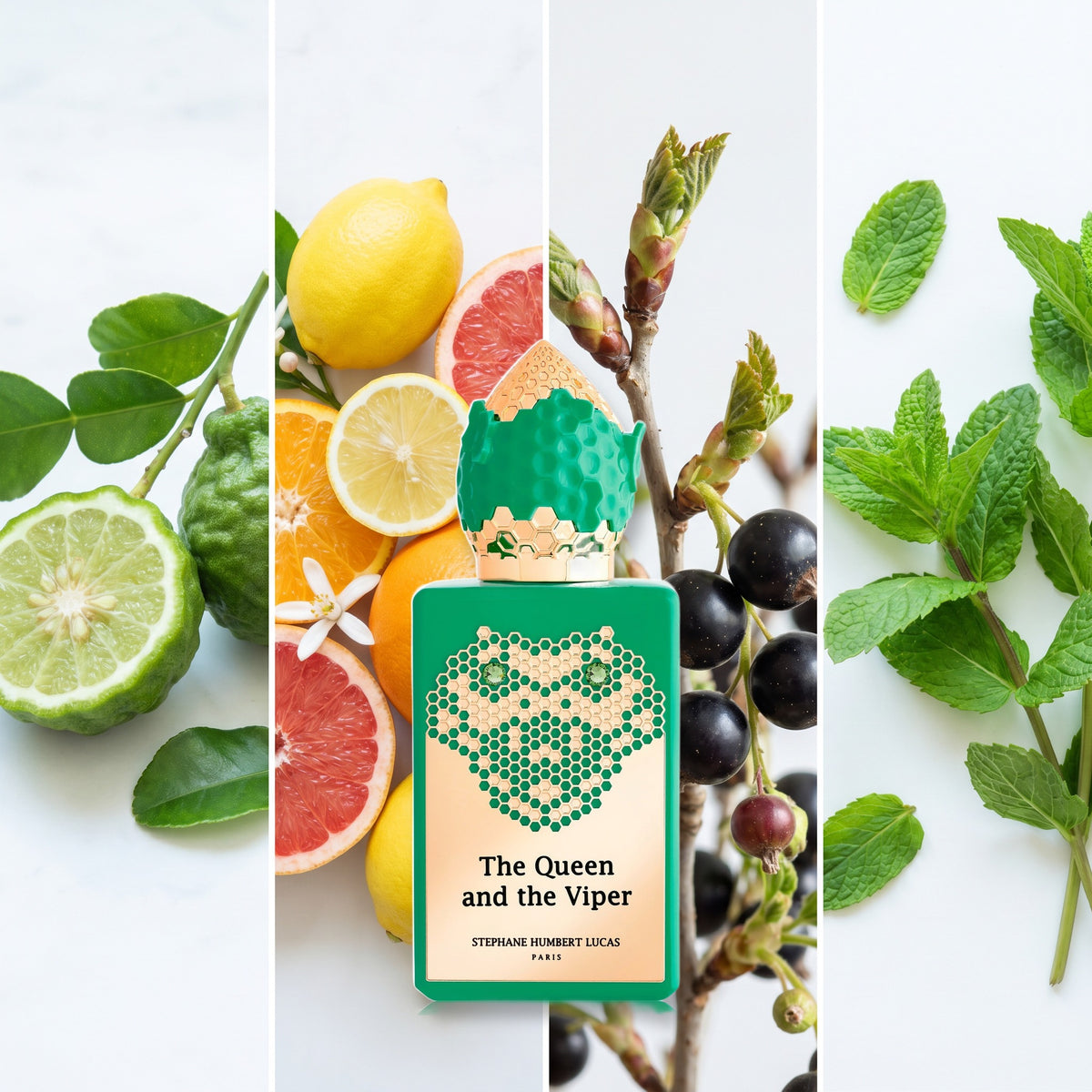 Stephane Humbert Lucas The Queen and the Viper fragrance notes: Bergamot, Citrus, Blackcurrant Buds, Spearmint