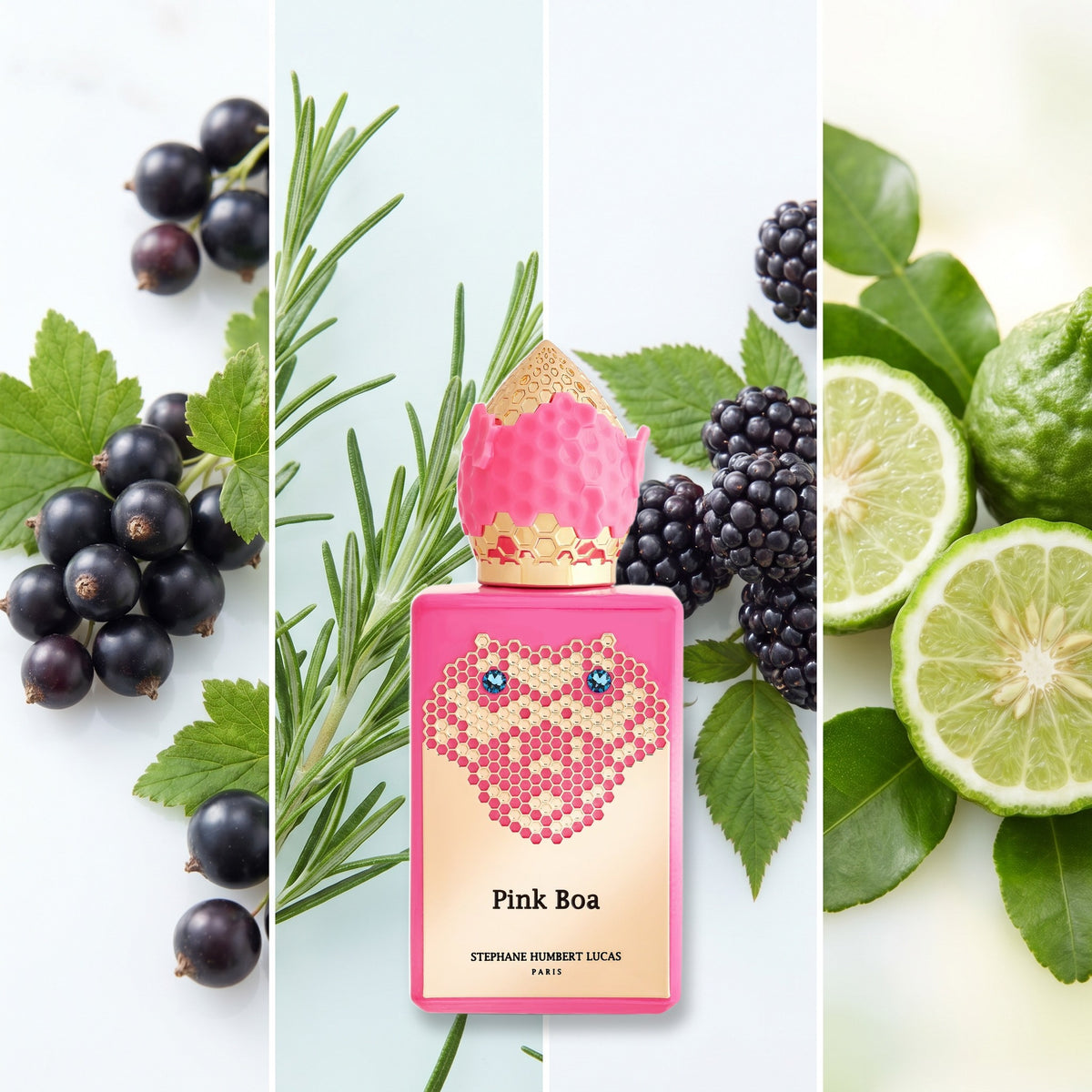 Stephane Humbert Lucas Pink Boa fragrance notes: Black Currant, Rosemary, Blackberry, Bergamot