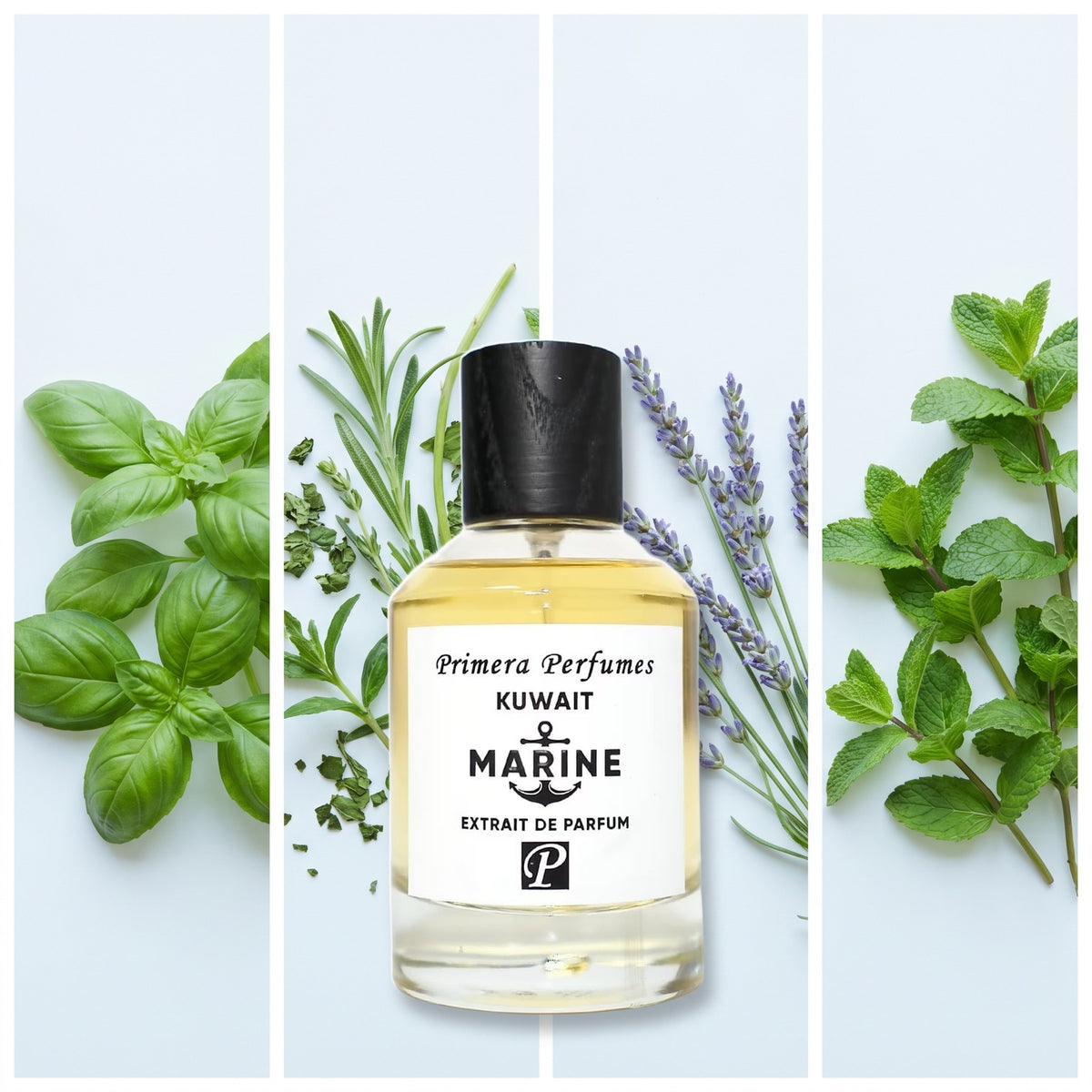 Primera Perfumes Kuwait Marine fragrance notes: Basil, Green Notes, lavender, mint