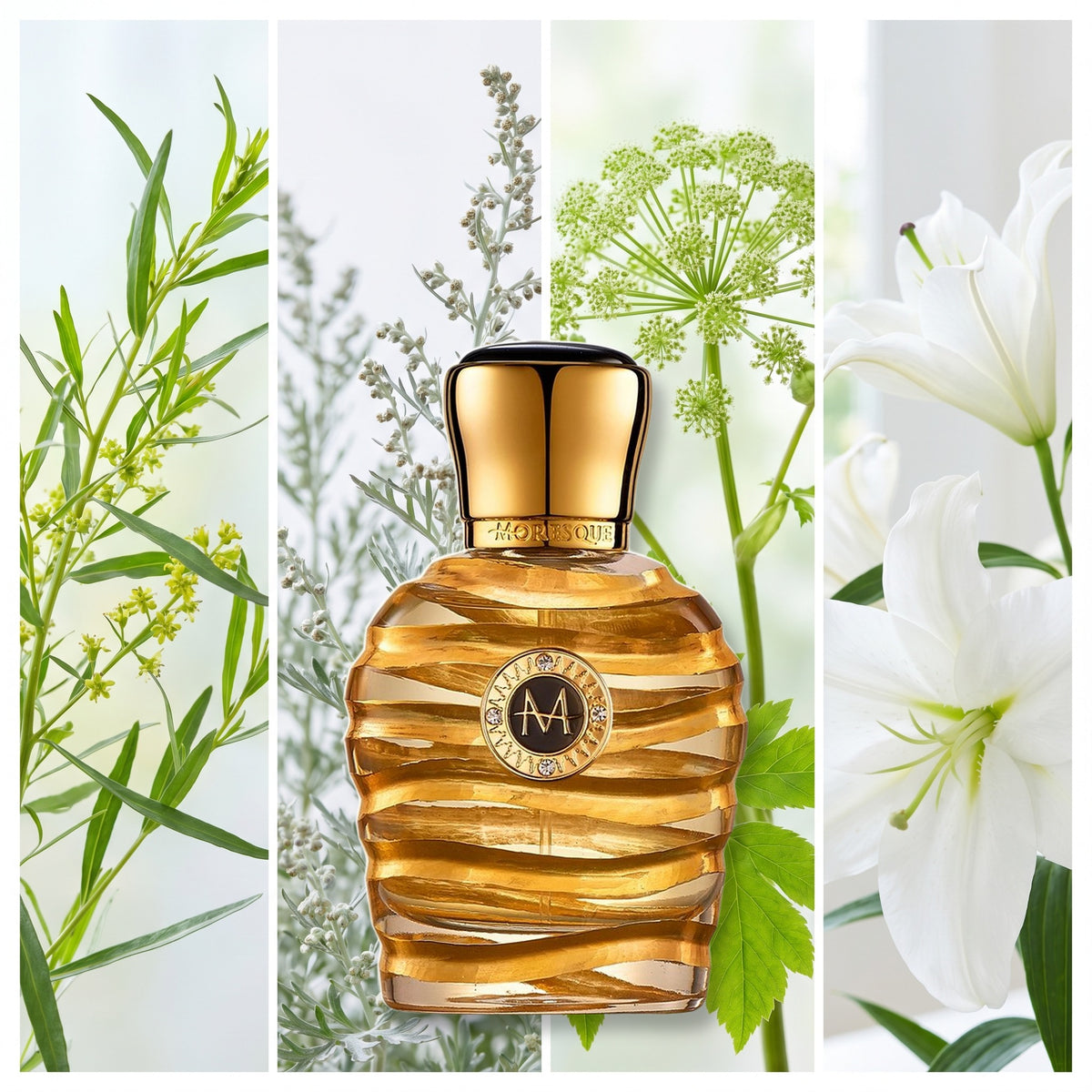Moresque Parfums Oro fragrance notes: Estragon, Artemisia, Angelica, Lily from Casablanca