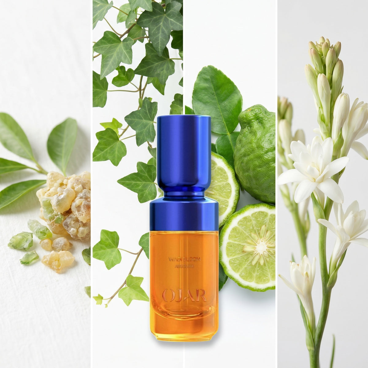 Ojar Wadi Bloom Absolute fragrance notes: Galbanum, Ivy, Bergamot, Tuberose