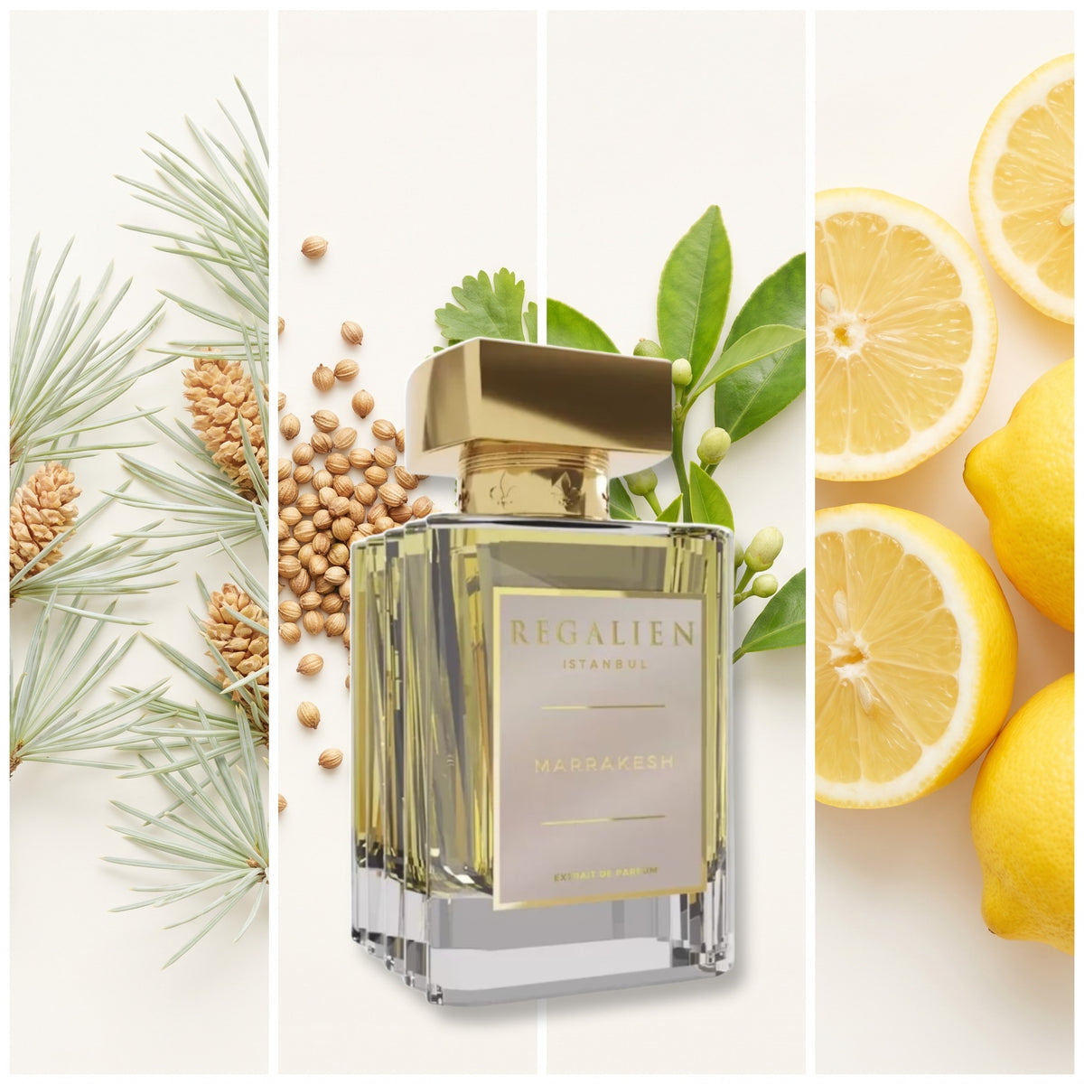 Regalien Marrakesh fragrance notes: Cedar Needles, Coriander, Petitgrain, Lemon