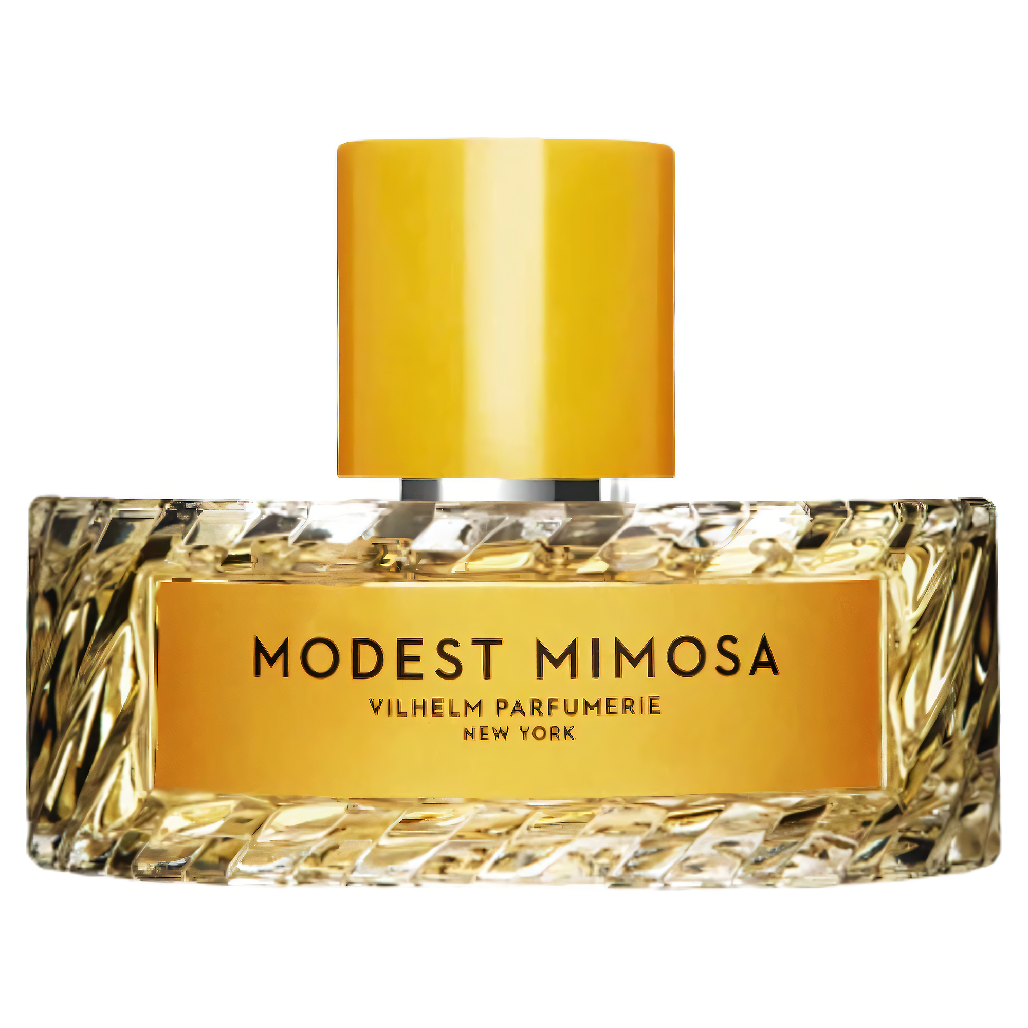 modest mimosa