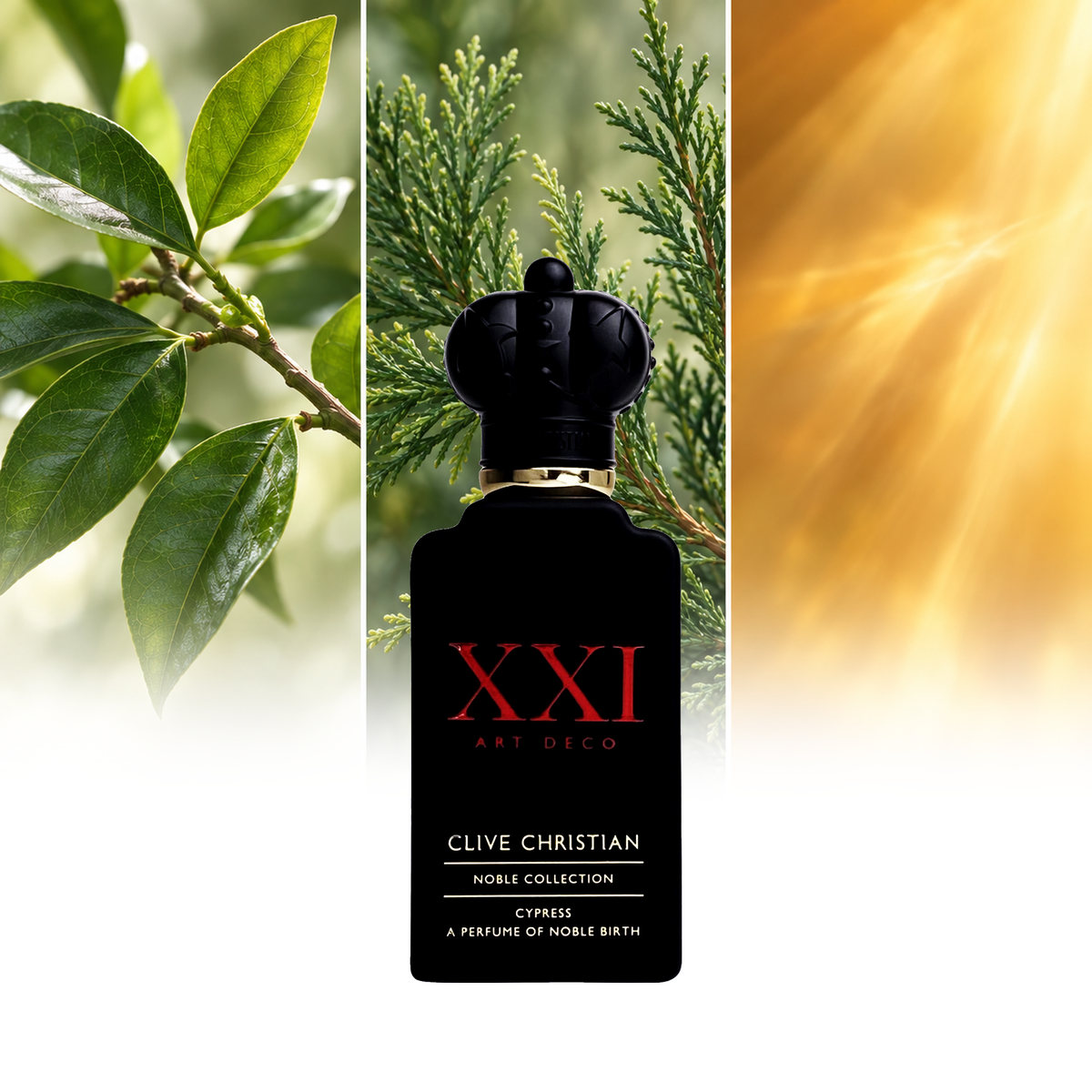 Clive Christian XXI Cypress fragrance notes: Petitgrain leaves, Cypress branches, Amber accord as abstract warm light | ScentRabbit