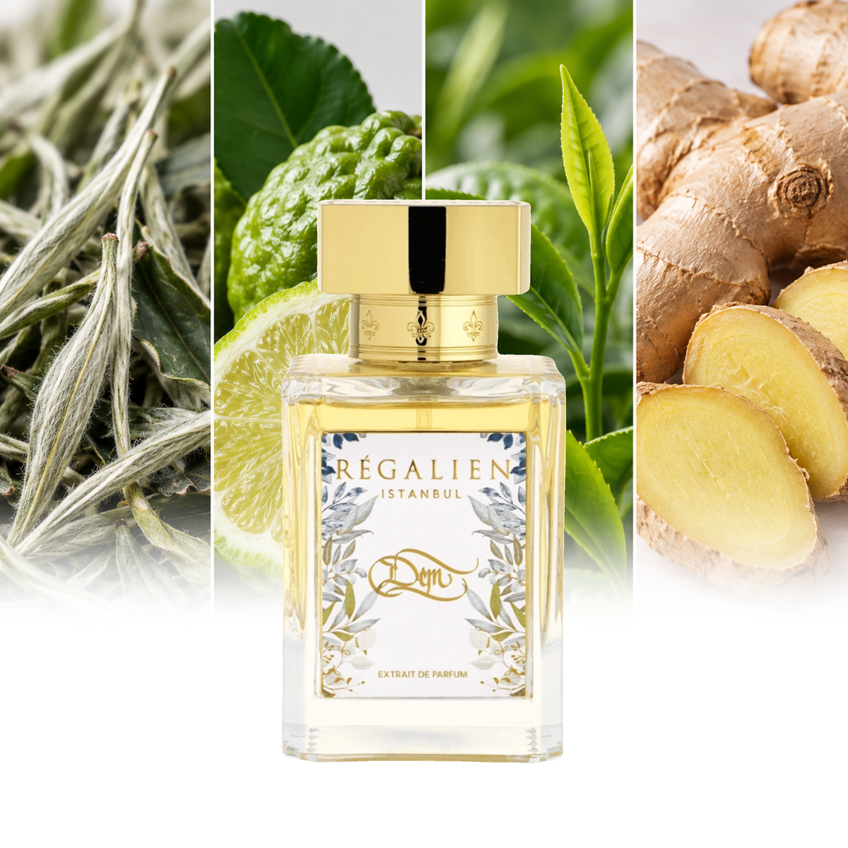 Regalien Dem fragrance notes: White tea, Bergamot, Green tea, Ginger root | ScentRabbit